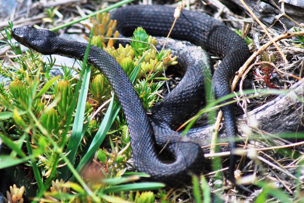 FINALMENTE! Vipera aspis atra NERA!